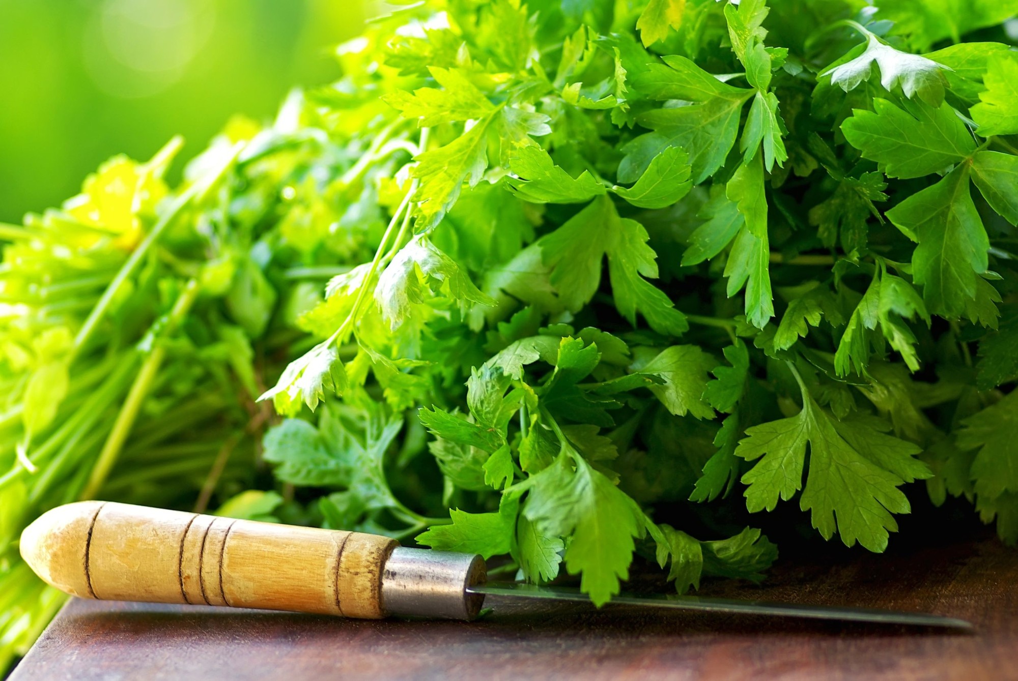 photo of cilantro